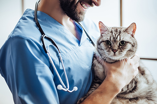 Albuquerque Vet Accounting Services